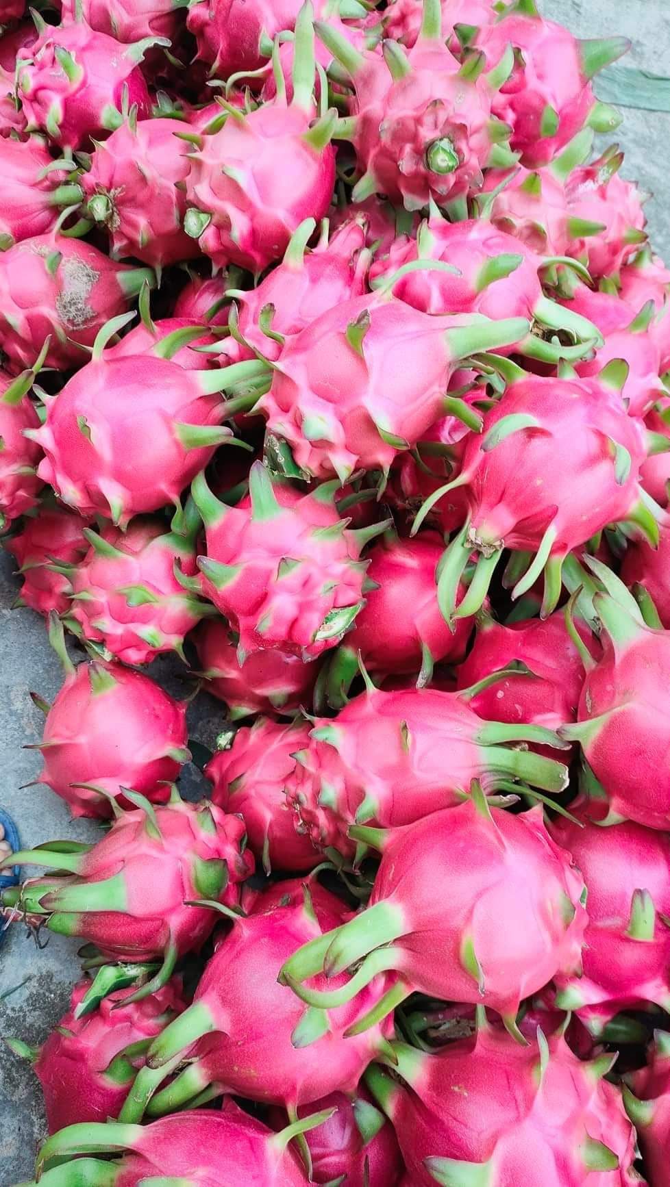 Thanh Long ruột đỏ Chiêm Hóa ( sản phẩm OCOP 4 sao)